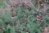 Polypodium vulgare