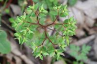 Euphorbia peplus