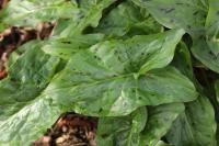 Arum maculatum