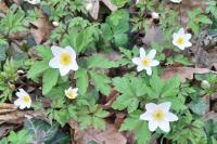 Anemone sylvestris