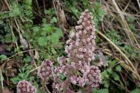 Petasites hybridus