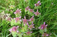 Lamium purpureum