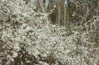 Prunus spinosa
