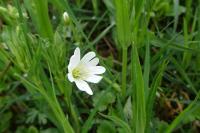 Rabelera holostea