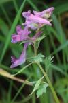 Corydalis solida