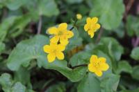 Caltha palustris