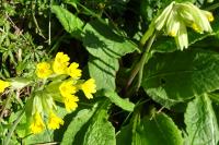 Primula veris