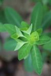 Euphorbia dulcis