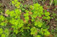 Euphorbia helioscopia