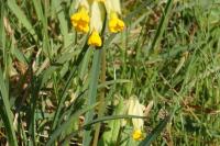 Primula veris