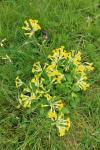 Primula veris