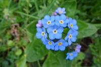 Myosotis