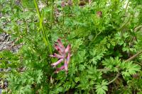 Fumaria