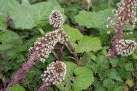 Petasites hybridus