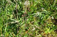 Capsella bursa-pastoris