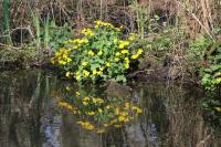Caltha palustris