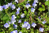 Veronica persica