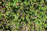 Glechoma hederacea