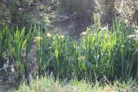 Iris pseudacorus