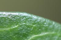 Vinca minor