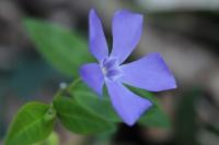 Vinca minor