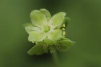 Adoxa moschatellina