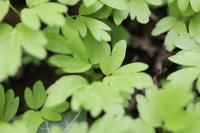 Adoxa moschatellina