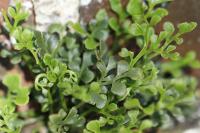 Asplenium ruta-muraria