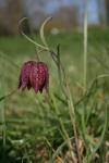 Fritillaria meleagris