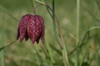 Fritillaria meleagris