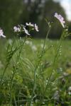 Cardamine pratensis
