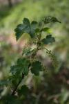 Ribes rubrum