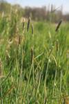 Alopecurus pratensis