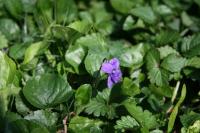 Viola odorata