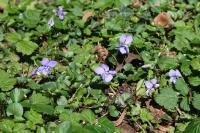 Viola riviniana
