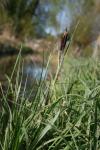 Carex acuta