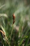 Carex disticha