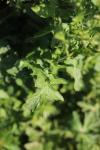 Sisymbrium officinale
