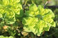 Euphorbia helioscopia