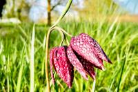 Fritillaria meleagris