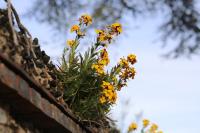 Erysimum cheiri
