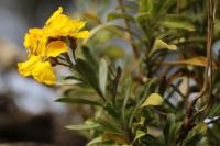 Erysimum cheiri