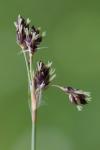 Luzula campestris