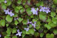 Cymbalaria muralis