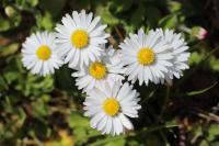 Bellis perennis