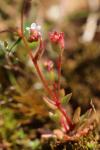 Saxifraga tridactylites