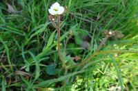 Saxifraga granulata