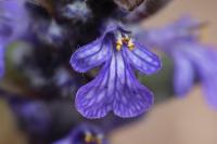 Ajuga reptans