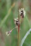Luzula campestris