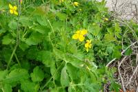 Chelidonium majus